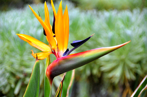 Bird of Paradise tropical flowers on white table, space for text