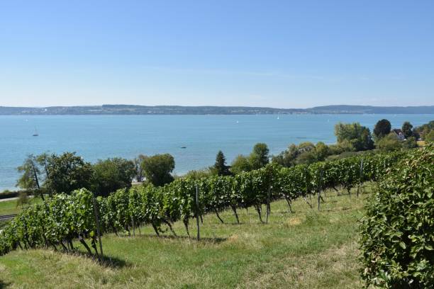 istock Hillside Vineyard on Upper Finger of Lake Constance 1987422519