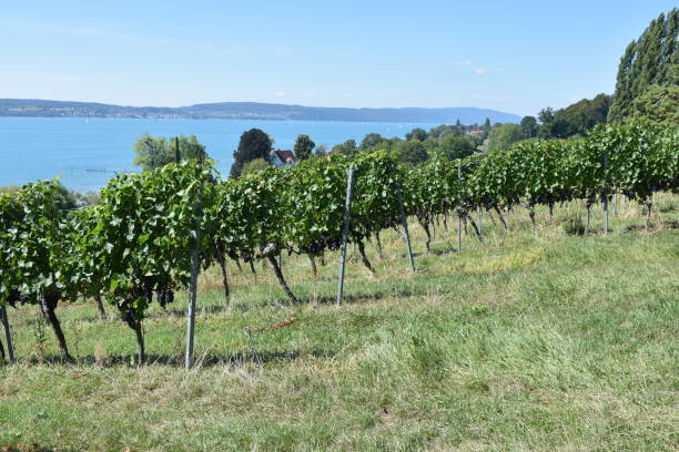 istock Birnau Monastery Vineyard on Lake Constance 1987429857