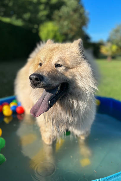 istock The dog eurasier playing in a pool with balls 1987434047