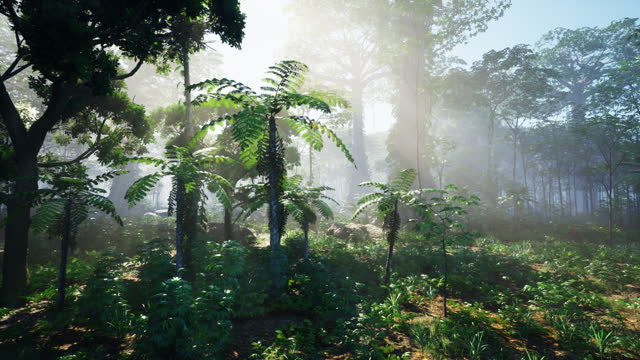 Dense Tropical Rainforest With Morning Fog