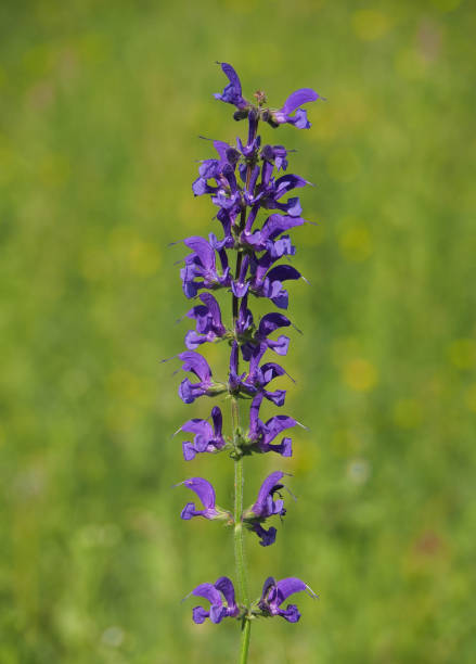 istock Meadow sage plant, Salvia pratensis 1987446851