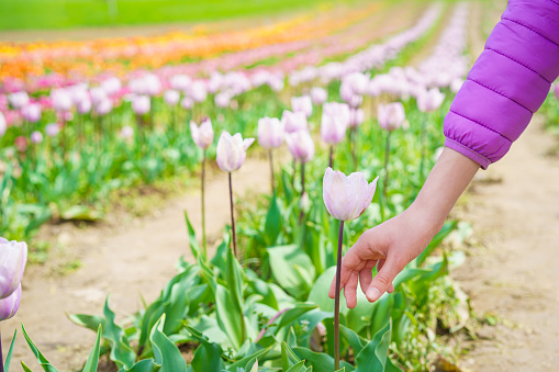 A girl is about to pick a tulip in the colorful tulip field.