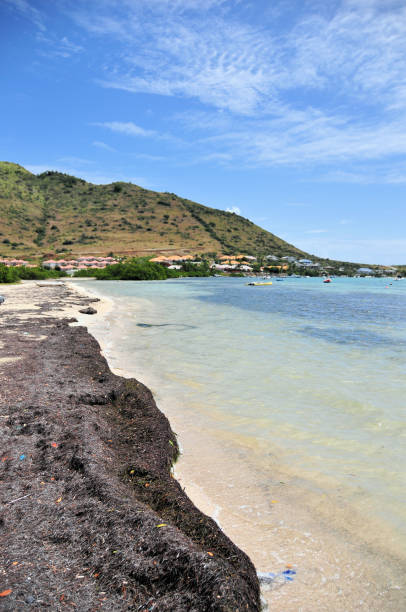 Baie du Cul-de-Sac, Collectivity of Saint Martin, French Caribbean: long beach with seaweed brought by the tides - northeast coast of St Martin.