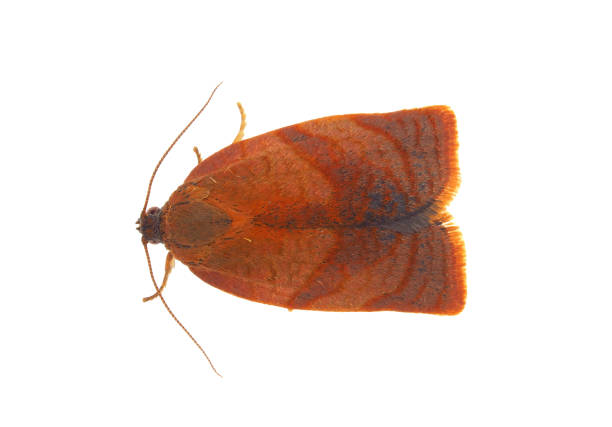 Cacoecimorpha is a monotypic moth genus of the family Tortricidae.