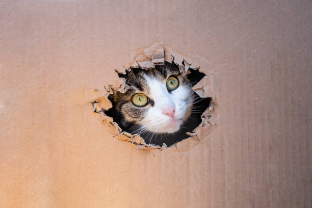 istock Cute cat looking thru a hole ripped  in a cardboard box, soft focus close up 1987475562