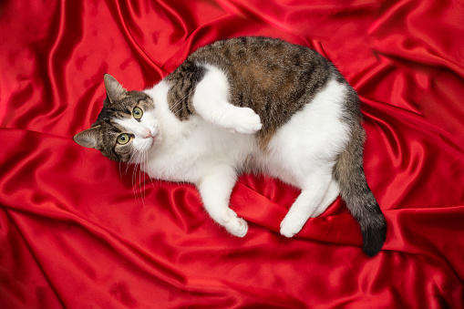 Cute and playful european cat on red satin fabric folds, creative valentines