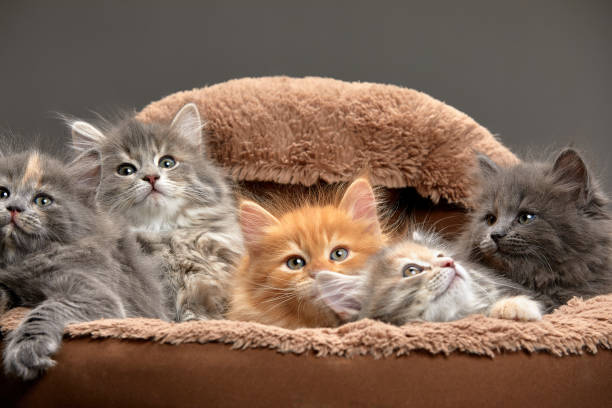 istock group of five different colored kittens together resting inside of basket pet carrier looking out 1987477183