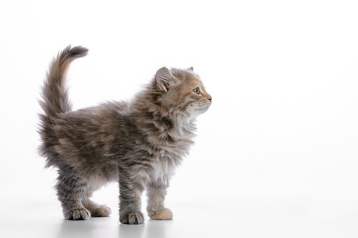 Cute gray fluffy kitten on a white background, looks away copyspace, advertising banner