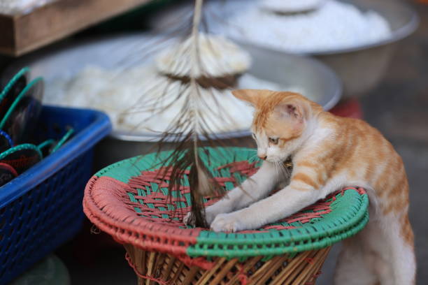 tabby cat try to catch the feather