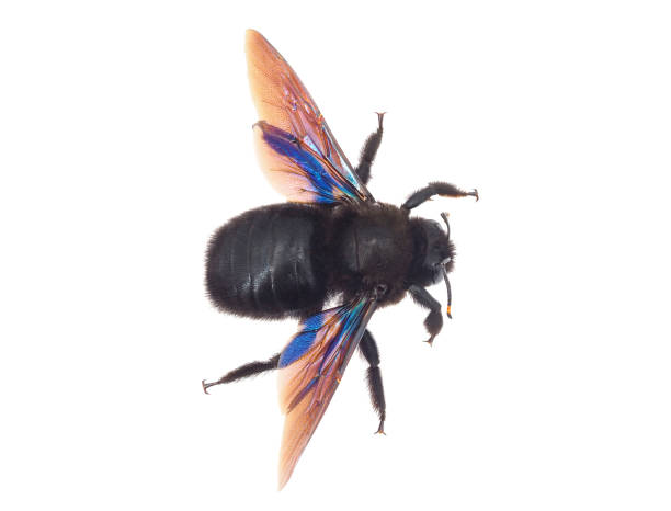 istock Violet carpenter bee isolated on white background, Xylocopa violacea 1987485921