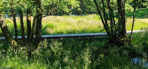 Small wooden bridge, going over forest stream, surrounded by tall grass and trees, on a sunny summer day