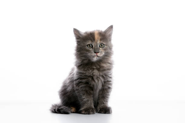 istock Cute gray fluffy kitten on a white background, looks away copyspace, advertising banner. 1987488035