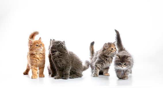 group portrait cute 5 week old kittens looking in different directions isolated on white background.