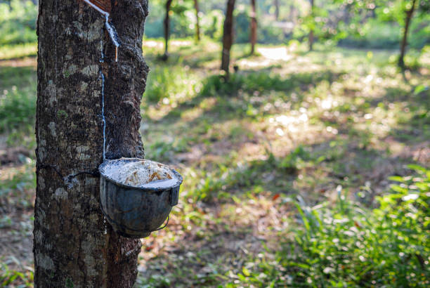 istock Natural latex from rubber tree in plantation forest,The natural latex flows into the rubber bowl. 1987507377