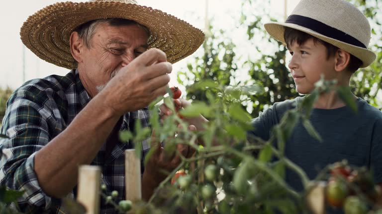 Handheld video of grandfather picking tomatoes with a little helper. Shot with RED helium camera in 8K.