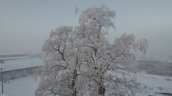 Misty morning in Emmett, Idaho with a frosty tree