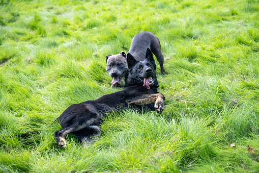A German Shepherd and an American Staffordshire Terrier play together in the meadow.