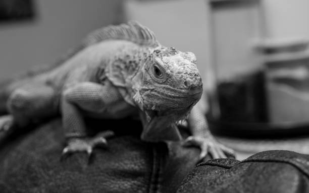 istock Green iguana black and white image 1987541447