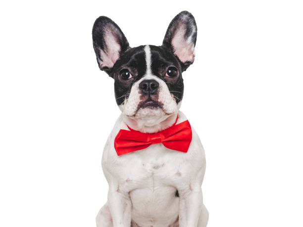 istock Cute puppy and bright bow tie. Close-up, indoors 1987554285