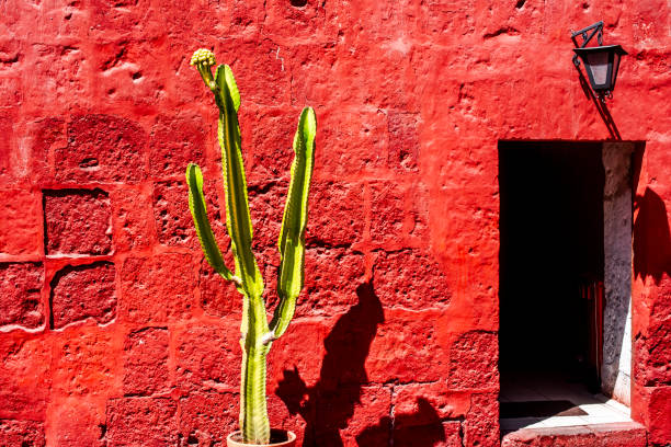 istock 2023 8 15 Peru tree and red wall 2 1987558359