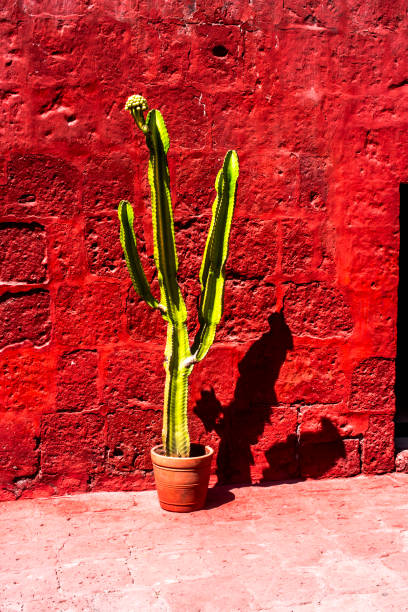 istock 2023 8 15 Peru tree and red wall 3 1987558382