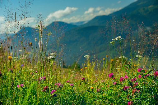 Summer mountain landscape. clearing with blooming wild flowers against the backdrop of green mountains