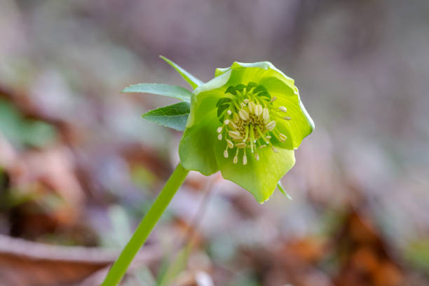 A beautiful, early, rare helleborus (Helleborus odorus) grows in the mountains on a sunny, winter day