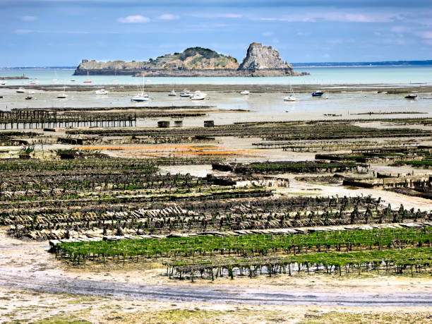 Oyster farm at low tide in Cancale, a commune in the Ille-et-Vilaine department in Brittany in northwestern France. It is known as the birthplace of Saint Jeanne Jugan.