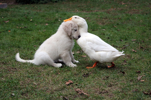 Puppy and Duck