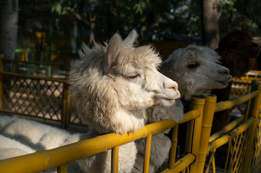 White Alpaca, a white alpaca in front of brown alpaca. Selective focus on the head of the white alpaca. photo of heads.