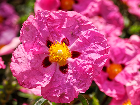 Macro of purple cistus flower in french garden