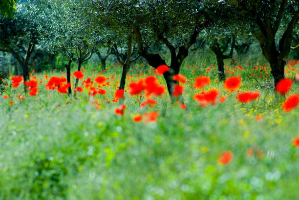 Poppies (Papaver Rhoeas) in an olive grove, Italy
