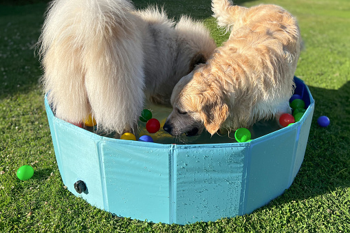 The labrador et eurasier playing in a pool with balls in a garden