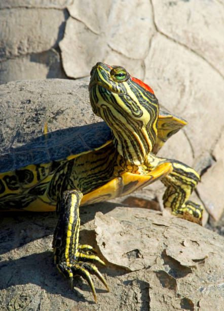 red-eared slider or red-eared terrapin (Trachemys scripta elegans)