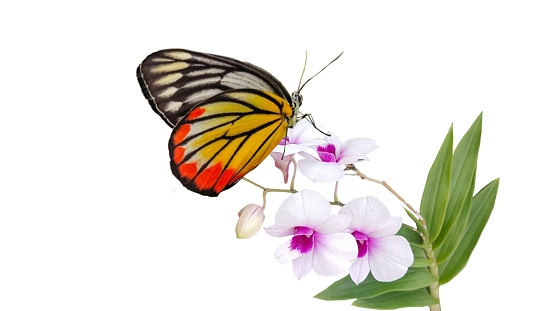 Butterfly perched on an orchid on a white background.