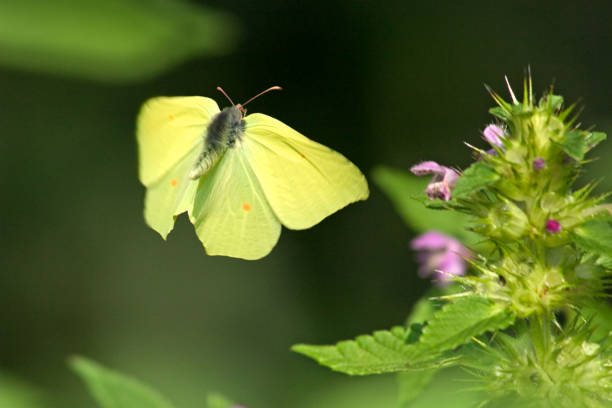 Close-up of a beautiful yellow butterfly on a coneflower. The Latin name is Echinacea purpurea. Echinacea purpurea is medicinal