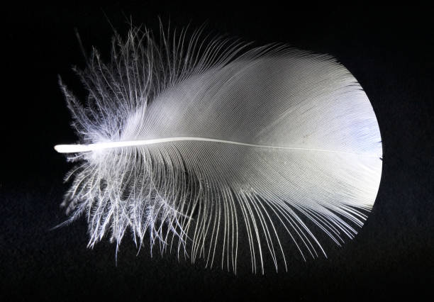 istock a small white bird feather in close-up 1987621764