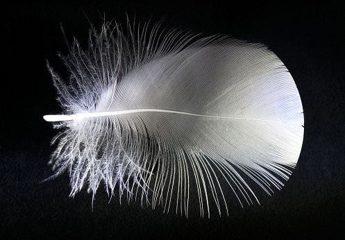 a small white bird feather in close-up