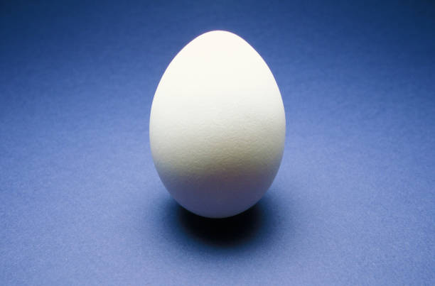 istock a white hen's egg in the studio 1987624396