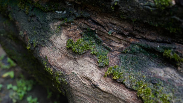 istock close up moss grows on wood 1987628709