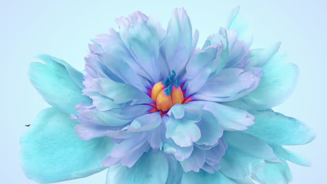 Amazing blue Peony flower opening on light background.