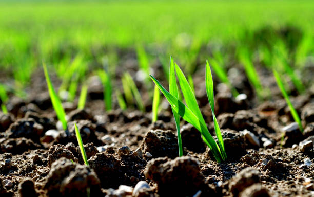 istock Young cereal plants against the light 1987633520