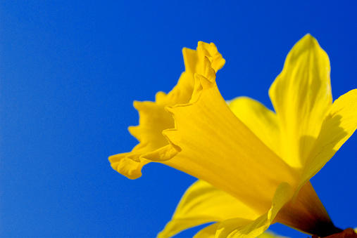 Close-up of a single flower of the daffodil (Narcissus Pseudonarcissus)