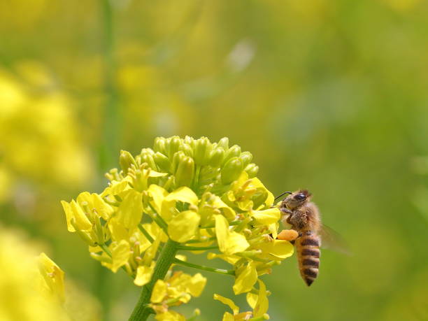istock A honeybee on yellow canola flower 1987635215