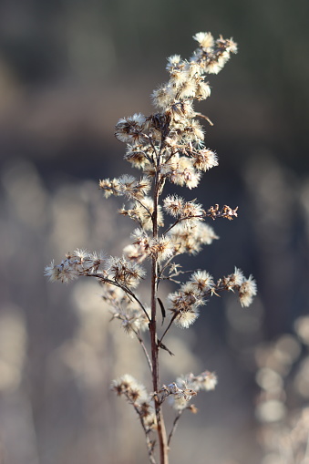 Close up of a grey coloured dried wild flower