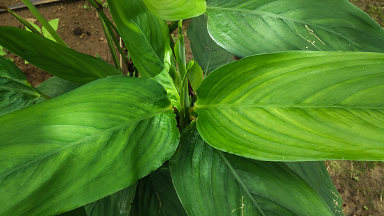 Leaves of the garut or arrowroot or irut plant, Maranta arundinacea