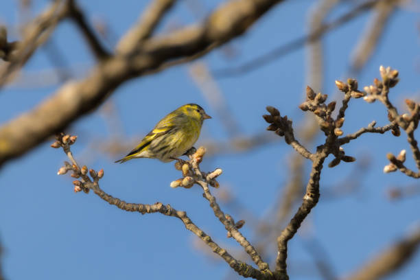 istock Eurasian Siskin perched on a tree branch in the morning light 1987645434