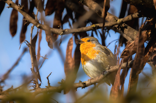 The familiar robin appears as a small, plump bird, with relatively short wings reaching painfully to the middle of the tail.