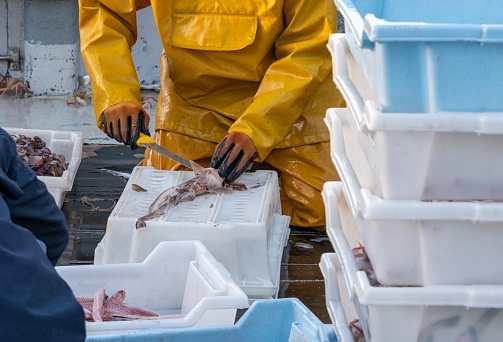 A fisherman cleaning and gutting the day's catch.